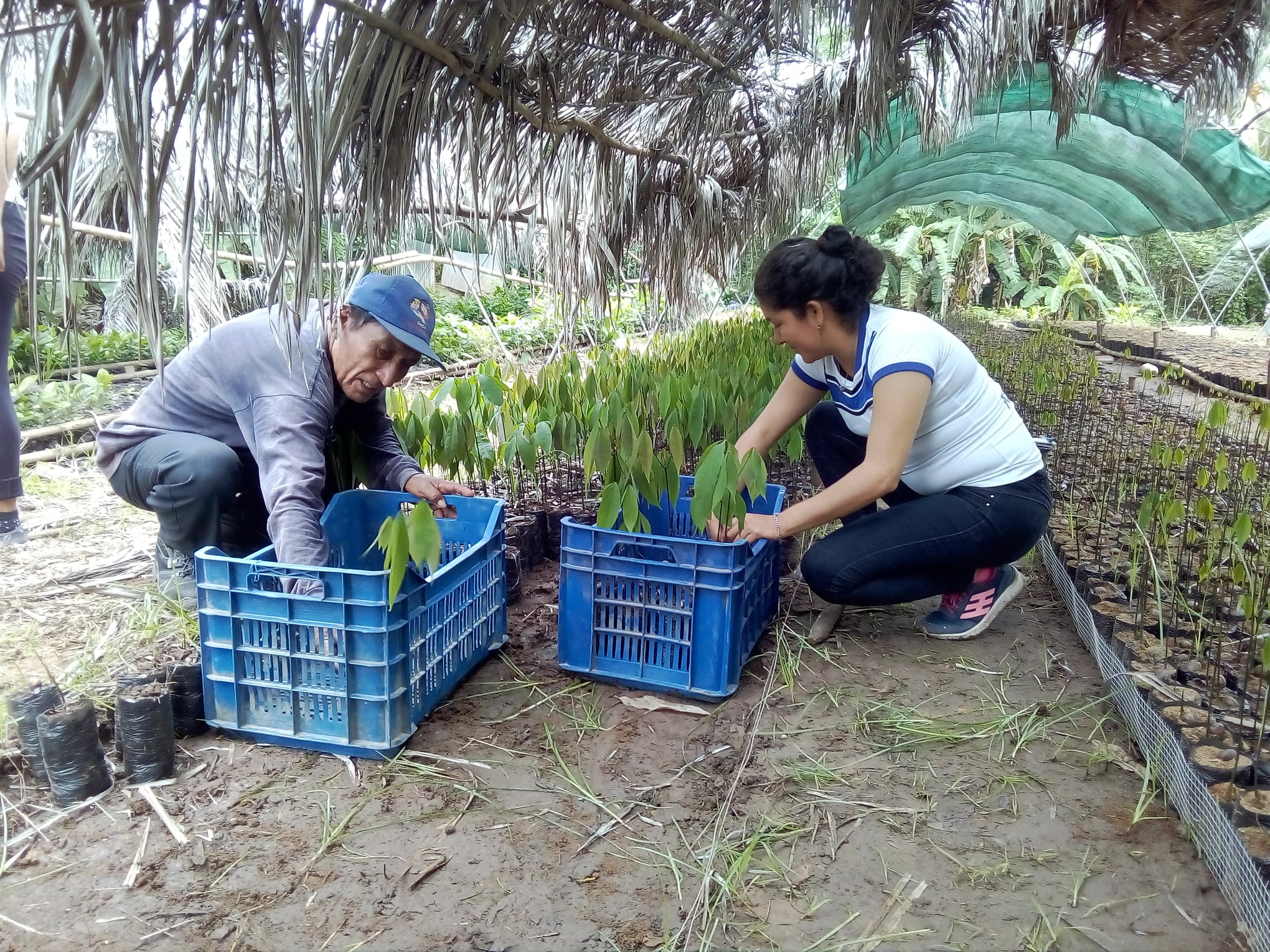 ENTREGA DE PLANTONES FORESTALES SHIRINGA-ACCION CLIMÁTICA CONTINUA-EN CHAZUTA-SHAPAJA SAN MARTIN